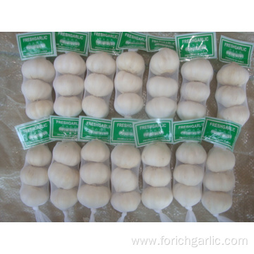 Pure Garlic packed 3pcs net then 10kgs ctn